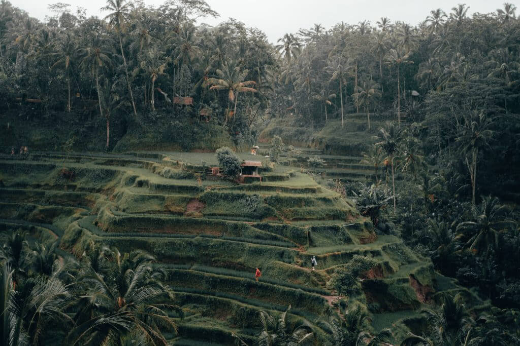 pola ryżowe na Bali